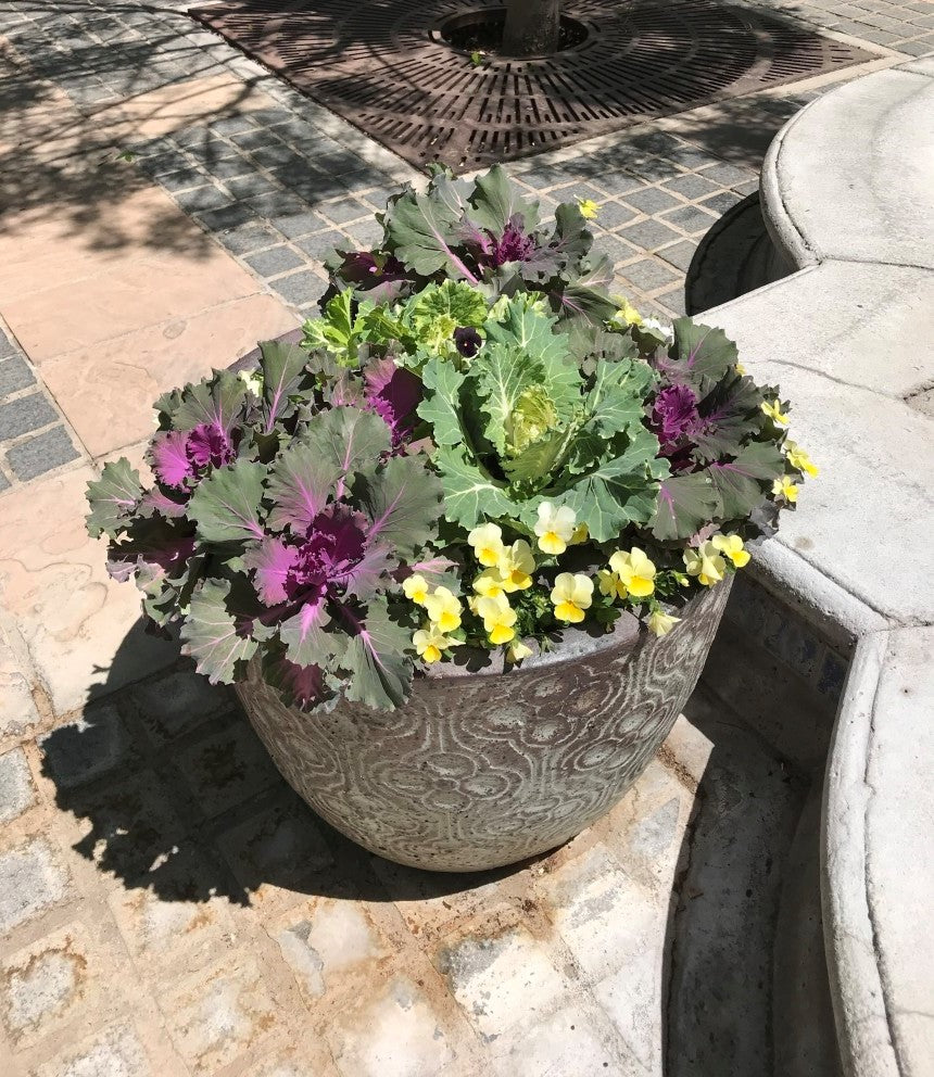Kale, Ornamental Kale Seeds, Brassica Oleracea