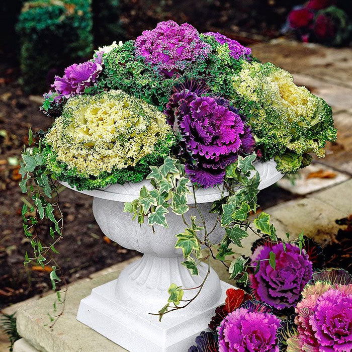 Kale, Ornamental Kale Seeds, Brassica Oleracea
