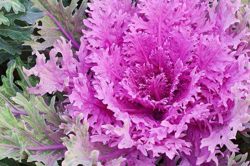 Kale, Ornamental Kale Seeds, Brassica Oleracea