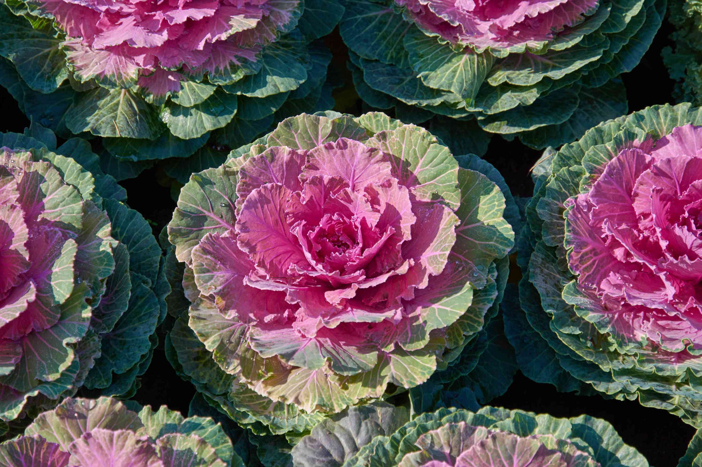 Kale, Ornamental Kale Seeds, Brassica Oleracea
