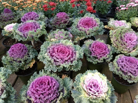 Kale, Ornamental Kale Seeds, Brassica Oleracea