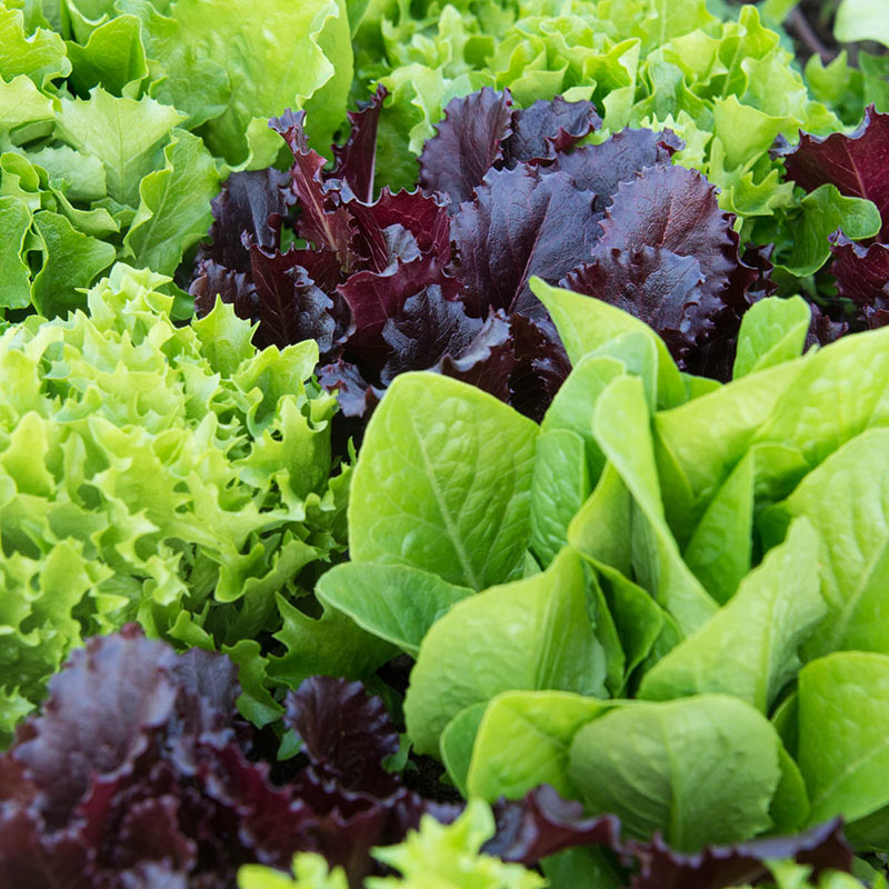 Lettuce Variety Mixed Seeds