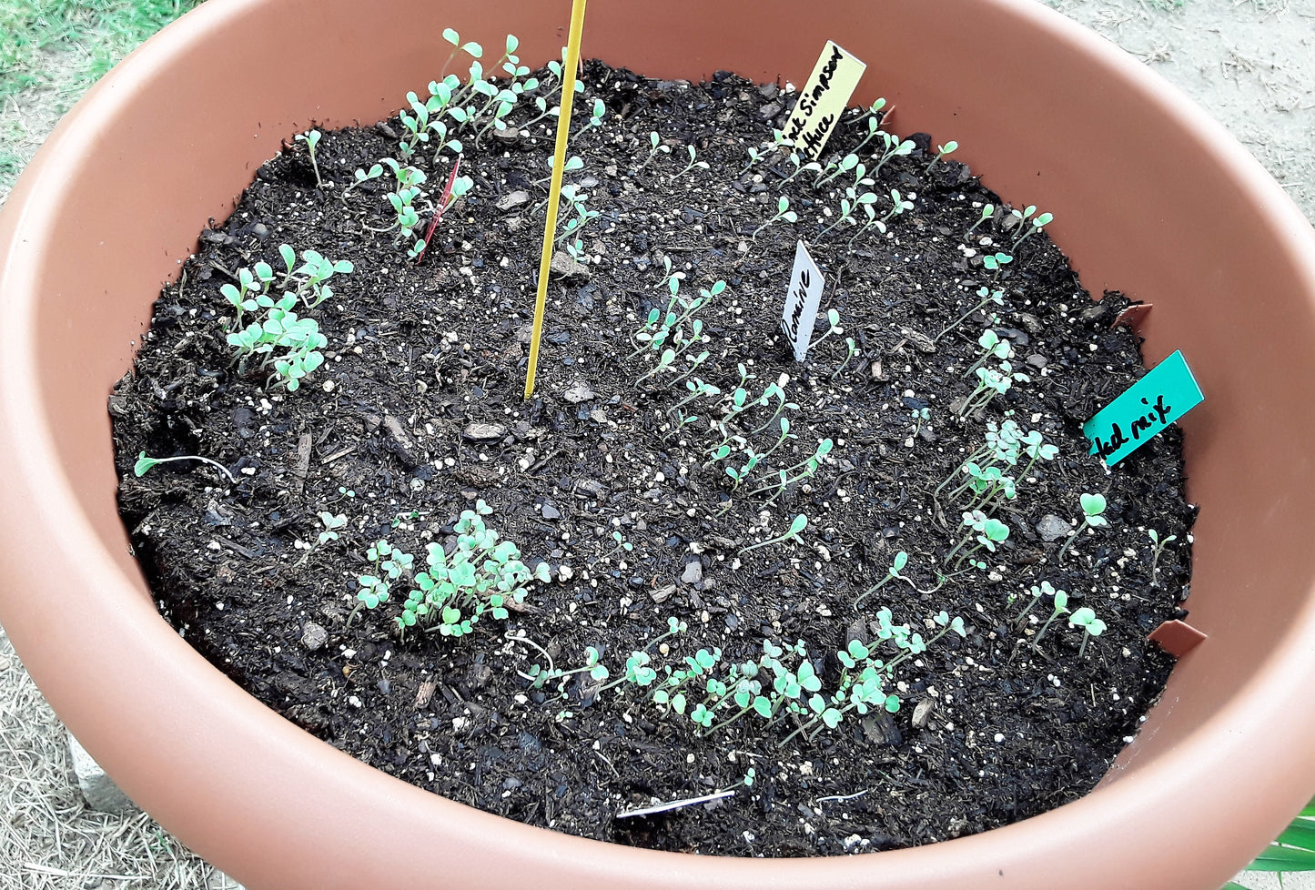 Lettuce Variety Mixed Seeds