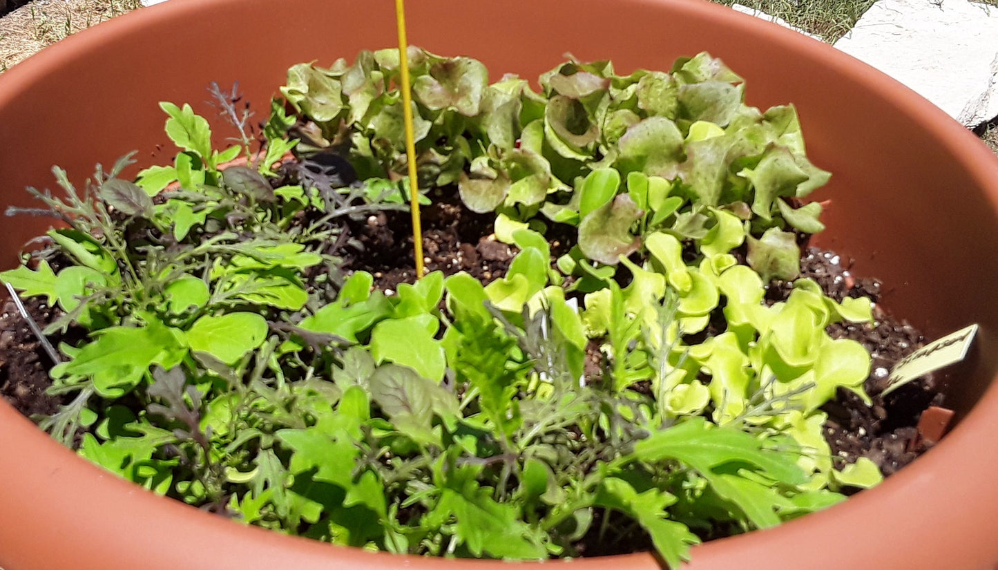 Lettuce Variety Mixed Seeds