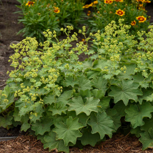 Lady's Mantle Herb Seeds