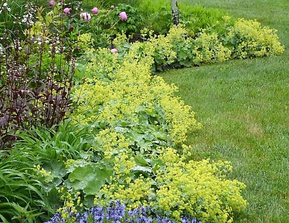 Lady's Mantle Herb Seeds