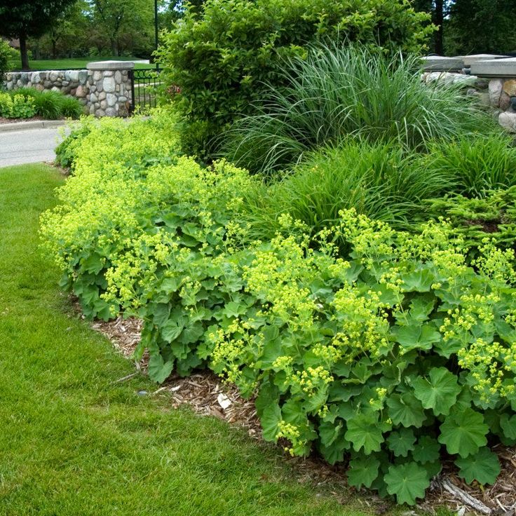 Lady's Mantle Herb Seeds