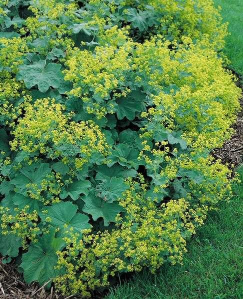 Lady's Mantle Herb Seeds