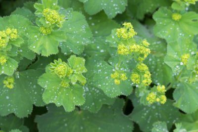 Lady's Mantle Herb Seeds