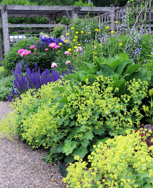 Lady's Mantle Herb Seeds