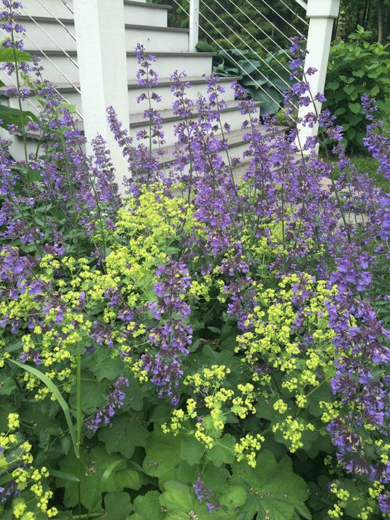Lady's Mantle Herb Seeds