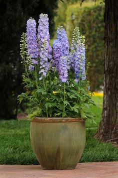 Larkspur Seeds, Rocket Mixed Color Blooms