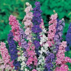 Larkspur Seeds, Rocket Mixed Color Blooms