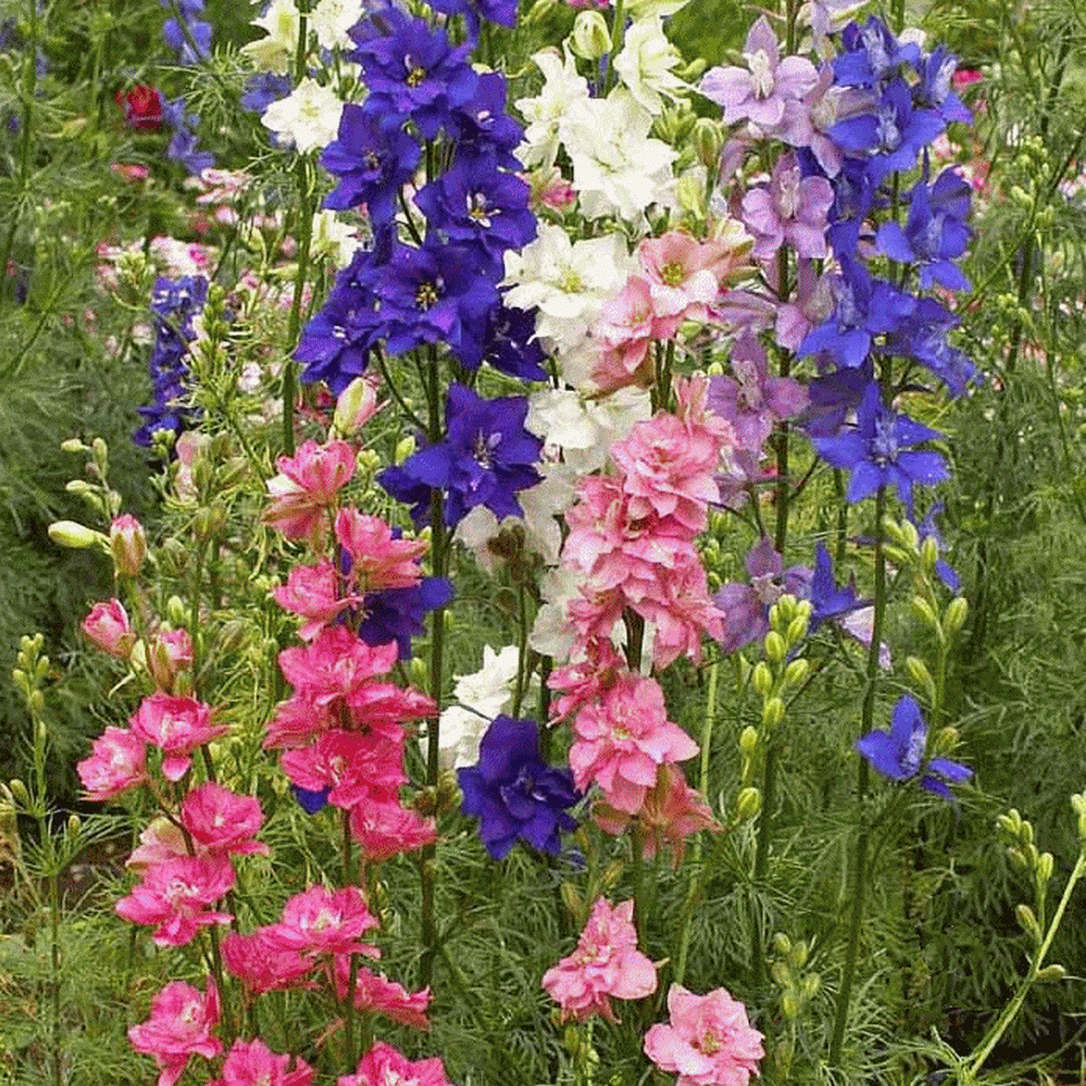 Larkspur Seeds, Rocket Mixed Color Blooms