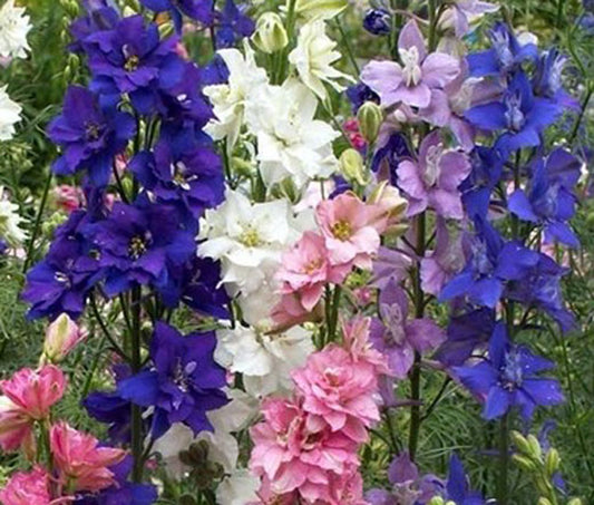 Larkspur Seeds, Rocket Mixed Color Blooms