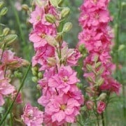 Larkspur Rose Queen Seeds