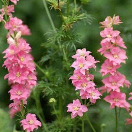 Larkspur Rose Queen Seeds