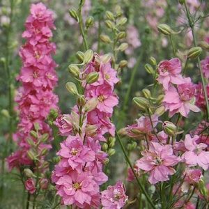 Larkspur Rose Queen Seeds