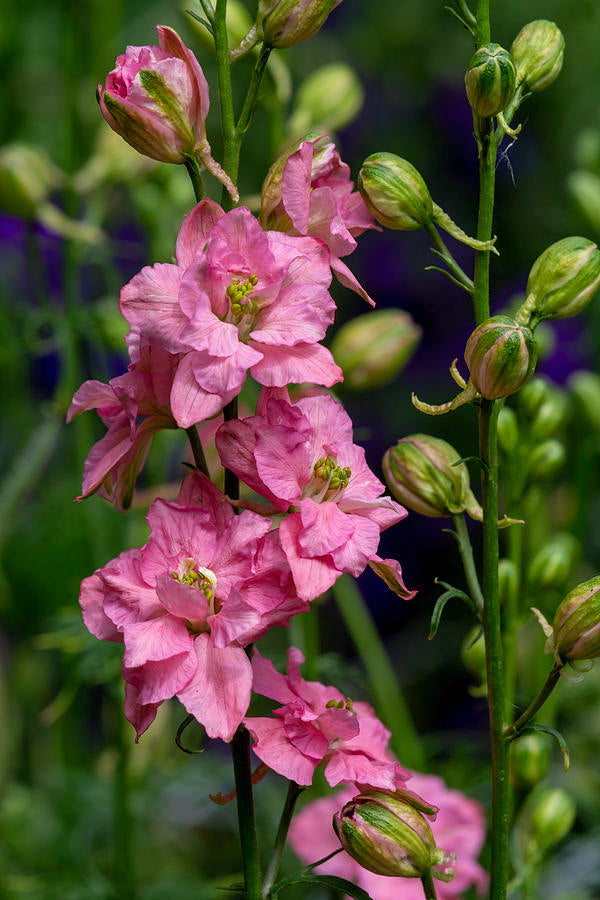 Larkspur Rose Queen Seeds