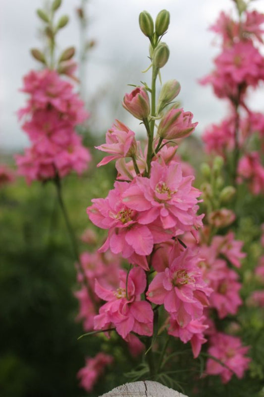 Larkspur Rose Queen Seeds
