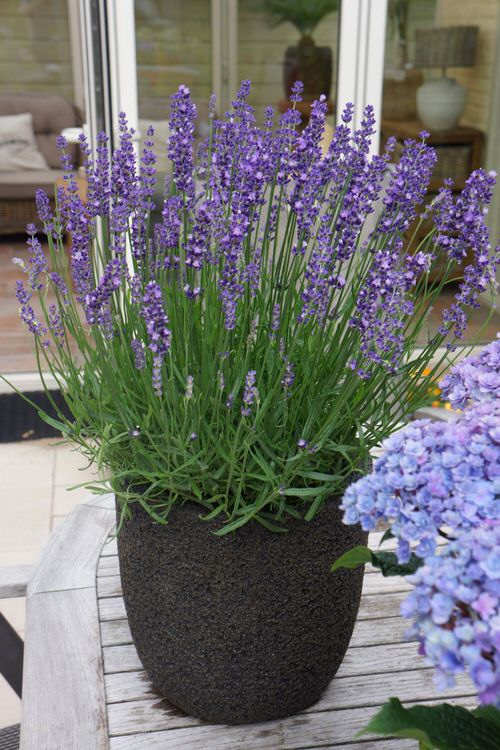 Lavender, English Lavender Seeds