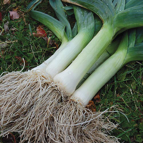 Leek, Giant Musselburgh (Allium Porrum)