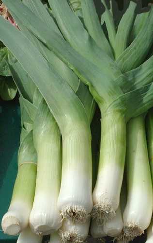 Leek, Giant Musselburgh (Allium Porrum)