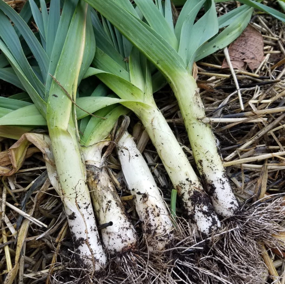 Leek, Giant Musselburgh (Allium Porrum)