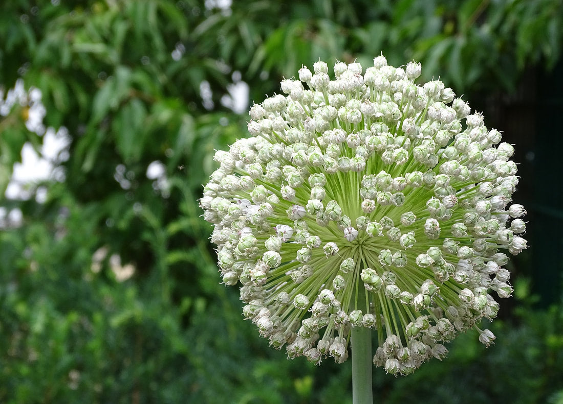 Leek, Giant Musselburgh (Allium Porrum)