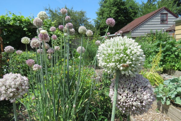 Leek, Giant Musselburgh (Allium Porrum)