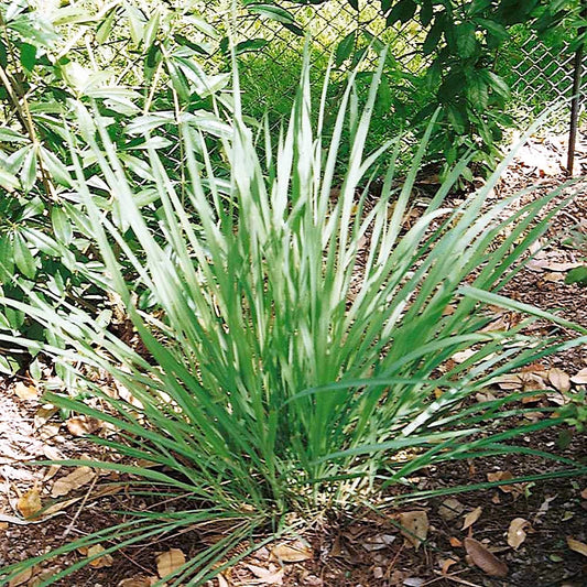 Lemon Grass Seeds