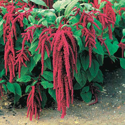 Love Lies Bleeding Flower Seeds
