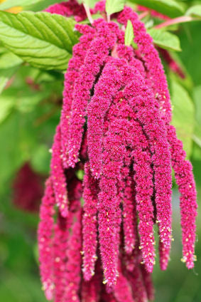 Love Lies Bleeding Flower Seeds