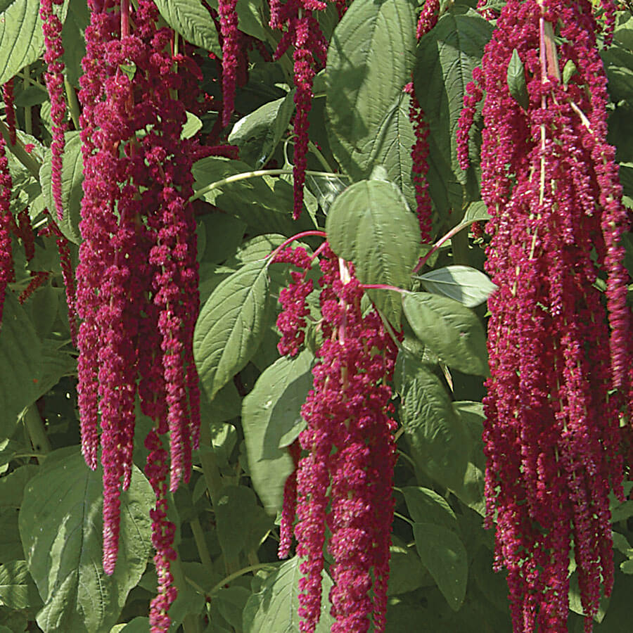 Love Lies Bleeding Flower Seeds