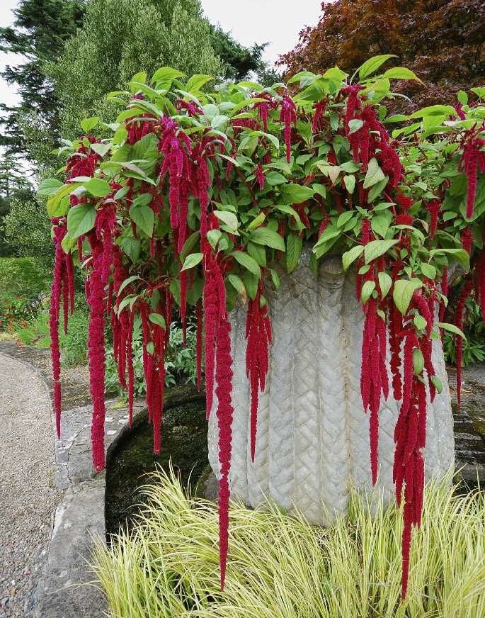 Love Lies Bleeding Flower Seeds