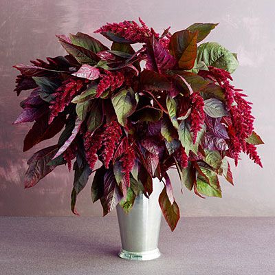 Love Lies Bleeding Flower Seeds