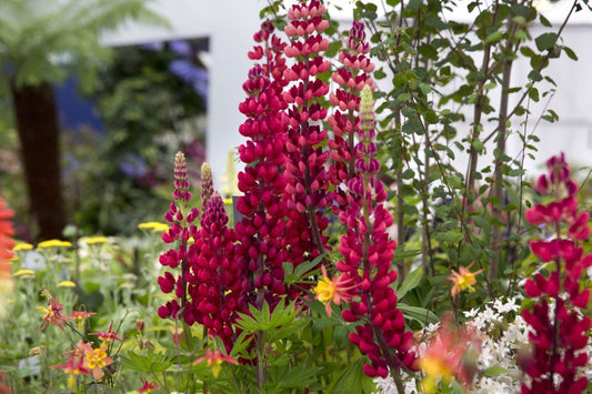 Lupine Scarlet Flower Seeds
