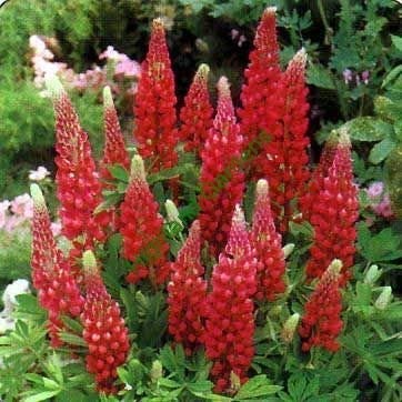 Lupine Scarlet Flower Seeds