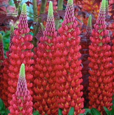 Lupine Scarlet Flower Seeds