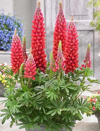 Lupine Scarlet Flower Seeds