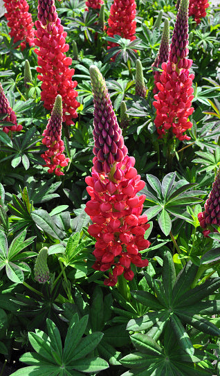 Lupine Scarlet Flower Seeds