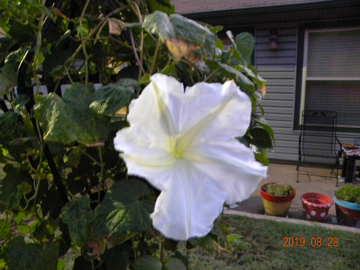 Moonflower Vine Seeds