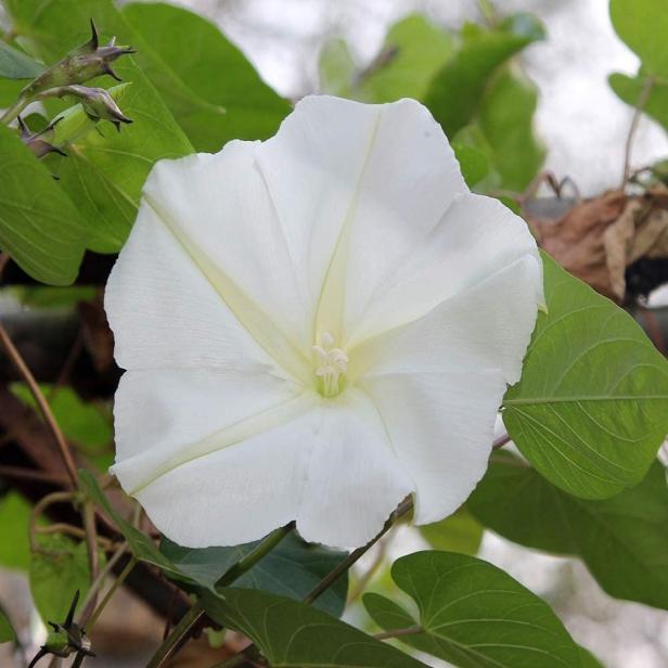 Moonflower Vine Seeds