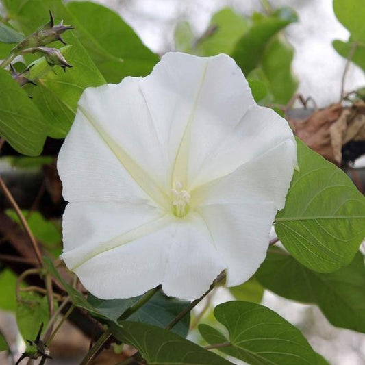 Moonflower Vine Seeds