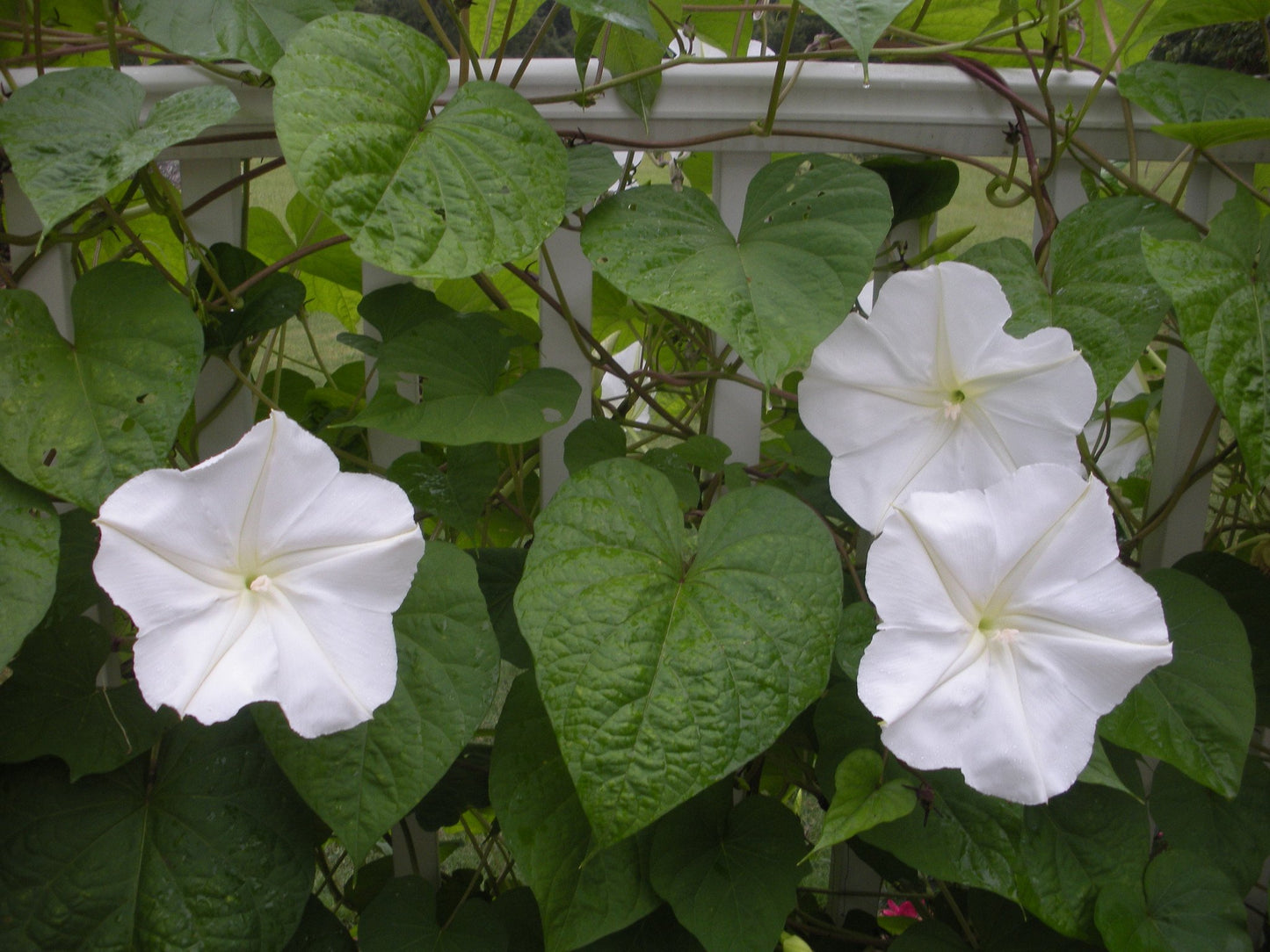 Moonflower Vine Seeds