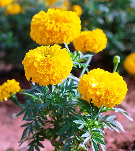 Marigold, Yellow Sierra Marigold Seeds