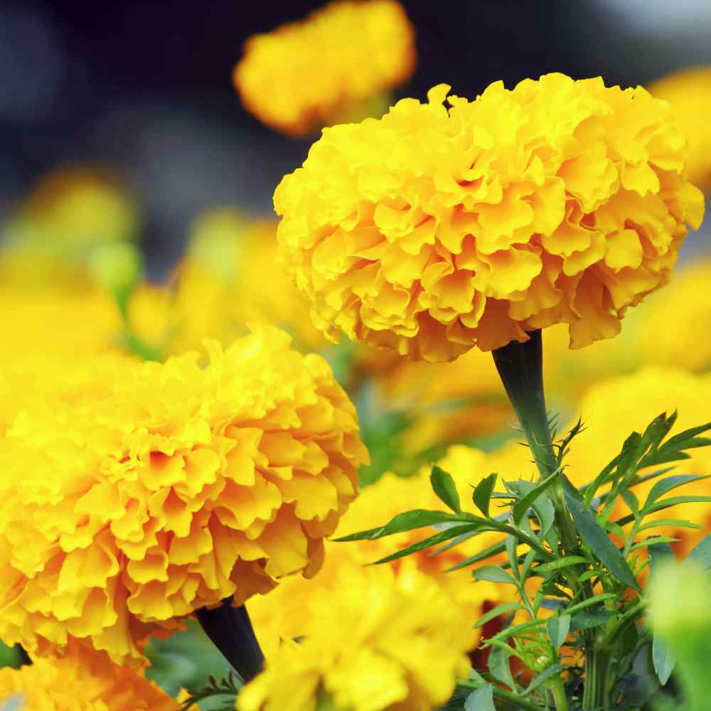 Marigold, Yellow Sierra Marigold Seeds