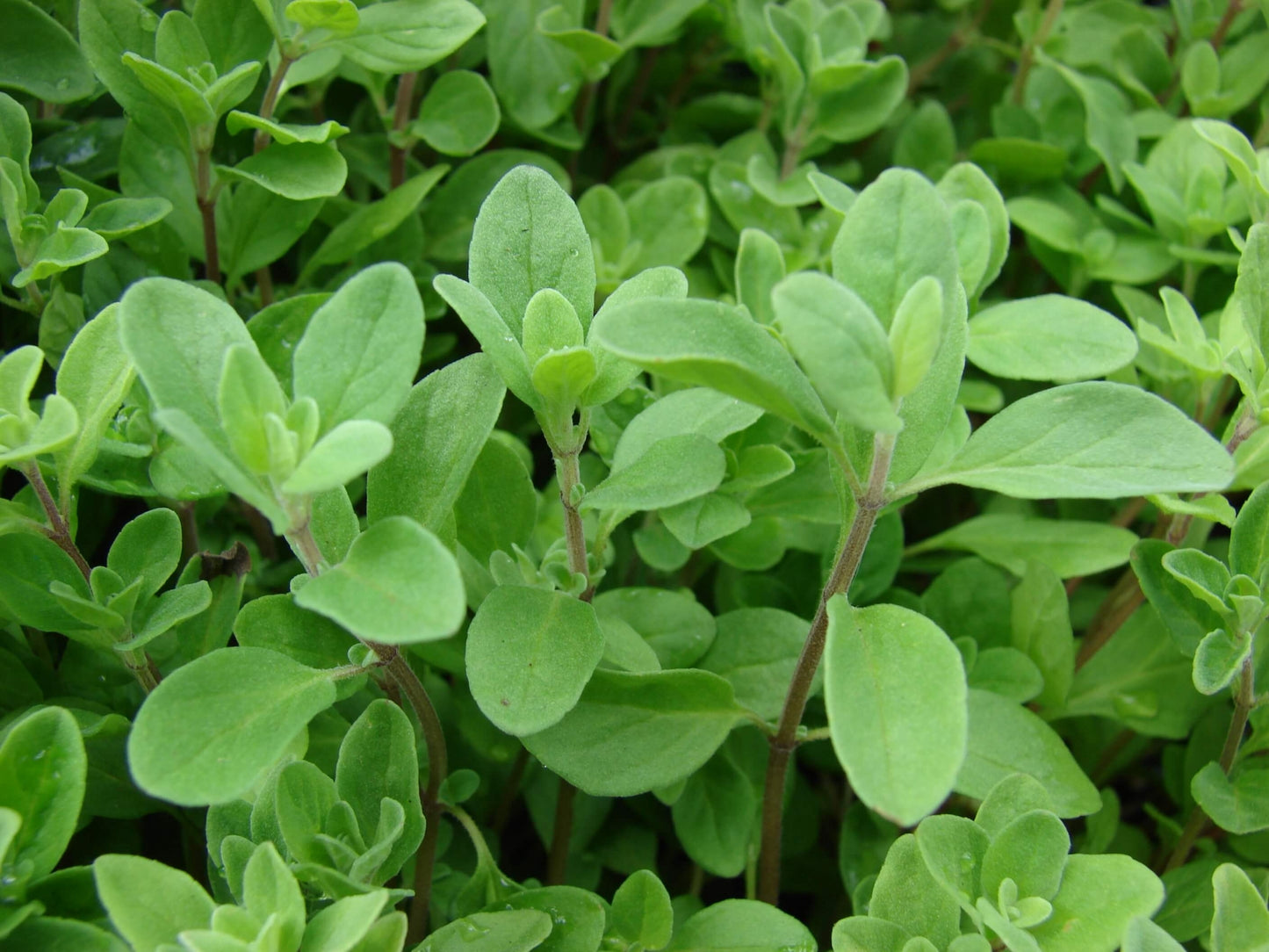 Marjoram, Sweet Marjoram Herb Seeds