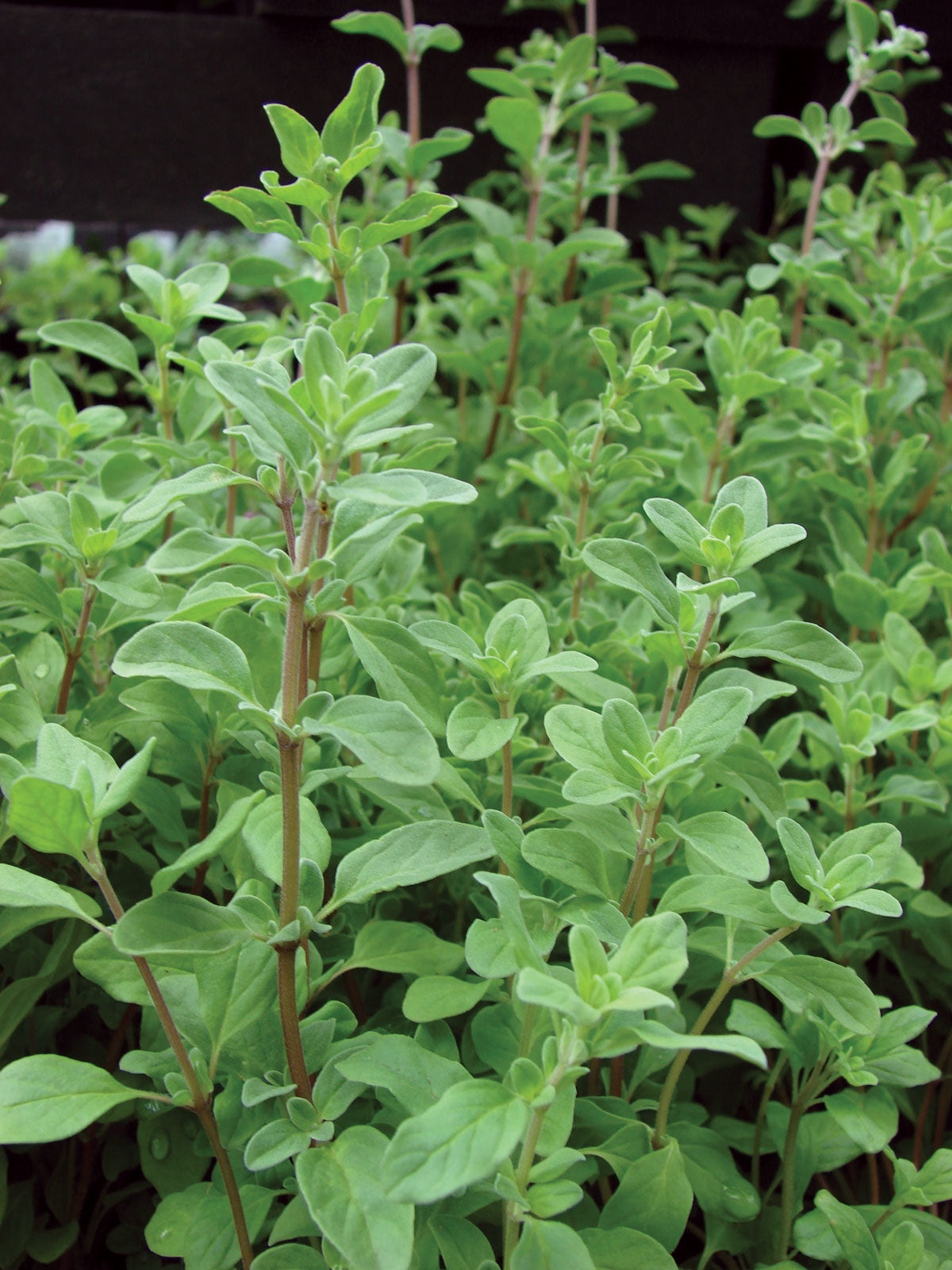 Marjoram, Sweet Marjoram Herb Seeds