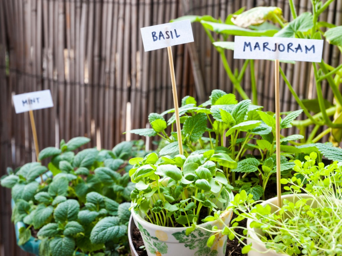 Marjoram, Sweet Marjoram Herb Seeds